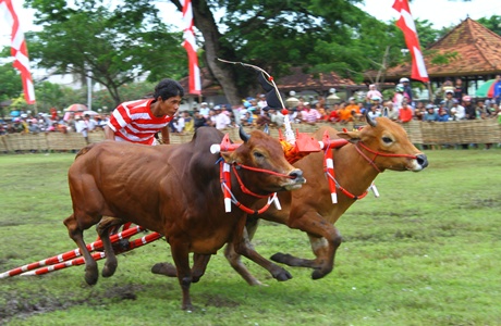 karapan sapi