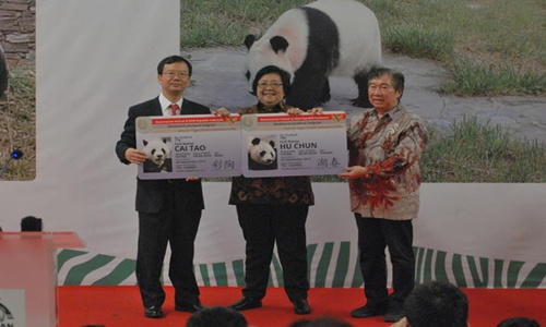 2 Panda Raksasa Asal Wolong Tiba di Indonesia - Simbol 