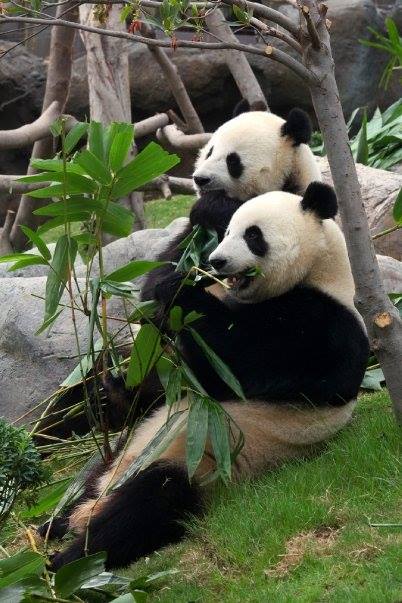 8 Fakta Hewan  Panda Yang Perlu Anda Ketahui Tionghoa 