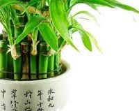Bambu Hoki, Tanaman Keberuntungan Pembawa Hoki di Rumah